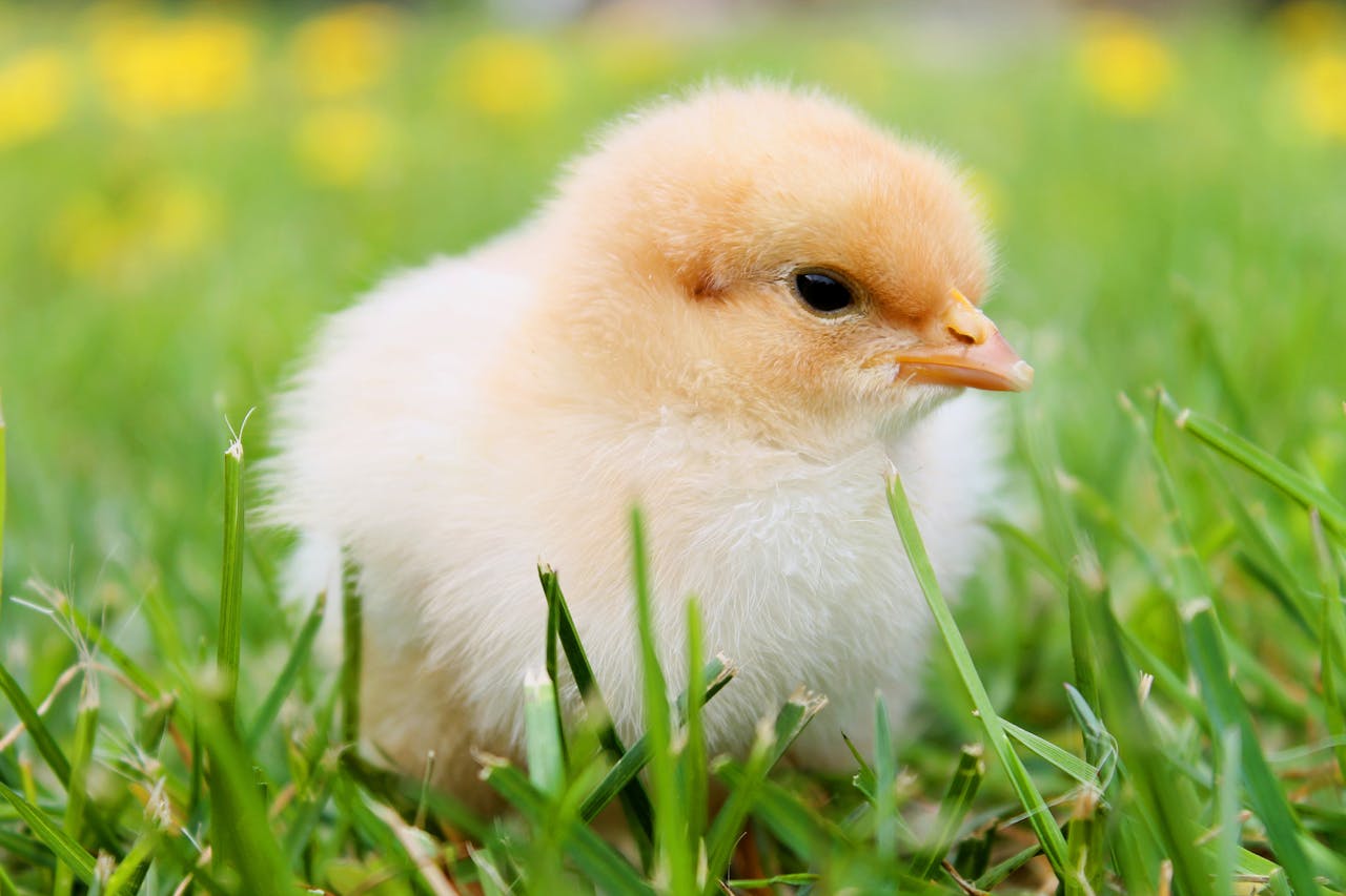 Poultry Feed Supplements